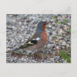 Buchfink chaffinch postcard