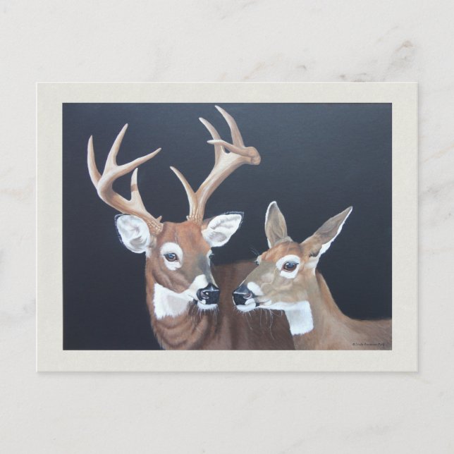 Buck and Doe Whitetail Deer Painting Postcard (Front)