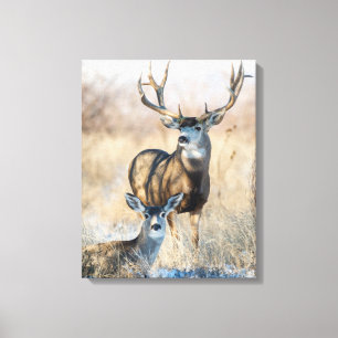 Buck Couple   Mule Deer Canvas Print