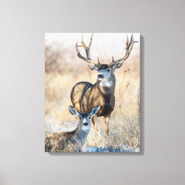 Buck Couple | Mule Deer Canvas Print (Front)