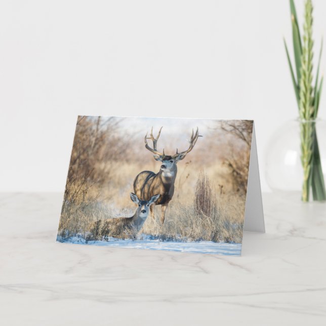 Buck Couple | Mule Deer Card (Front)