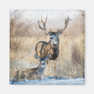 Buck Couple   Mule Deer Magnet