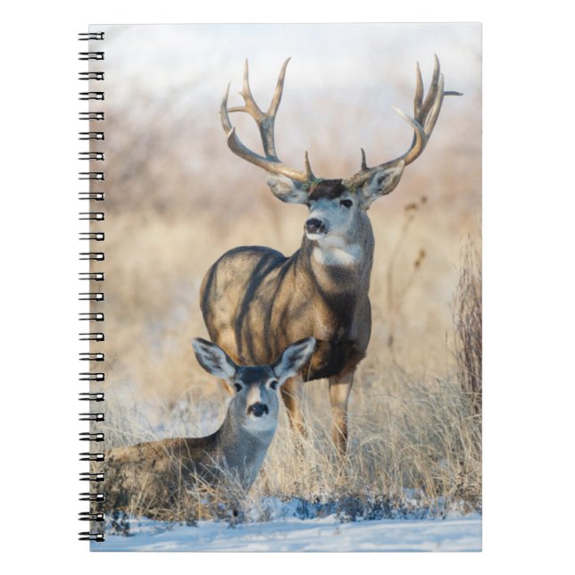 Buck Couple | Mule Deer Notebook (Front)