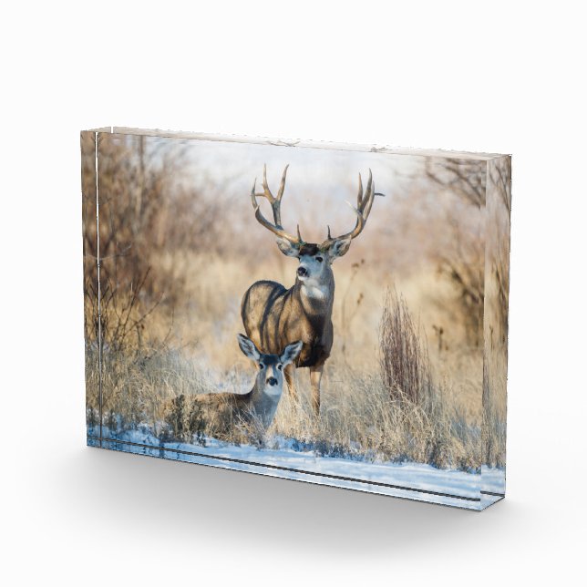 Buck Couple | Mule Deer Photo Block (Right)