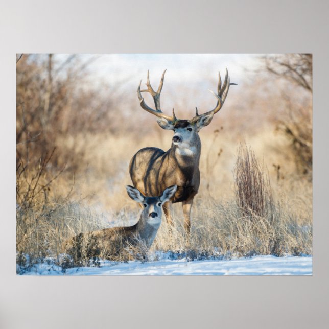 Buck Couple | Mule Deer Poster (Front)