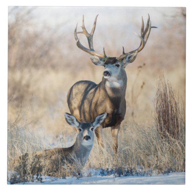 Buck Couple | Mule Deer Tile (Front)