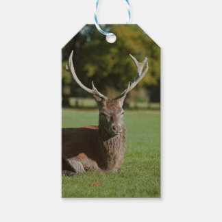 Buck deer gift tags