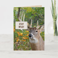 Buck deer in woods birthday