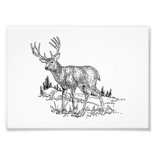 Buck Deer Photo Print