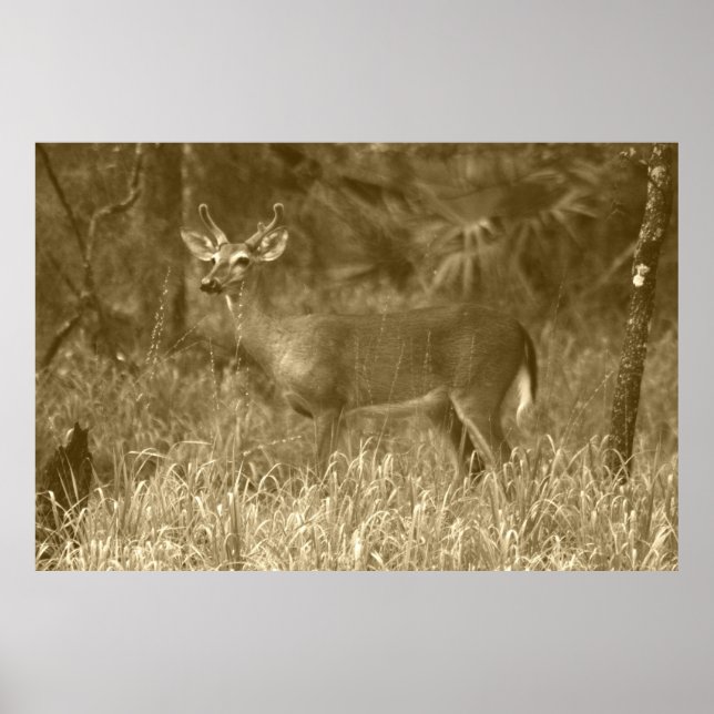Buck Deer Photography Poster (Front)