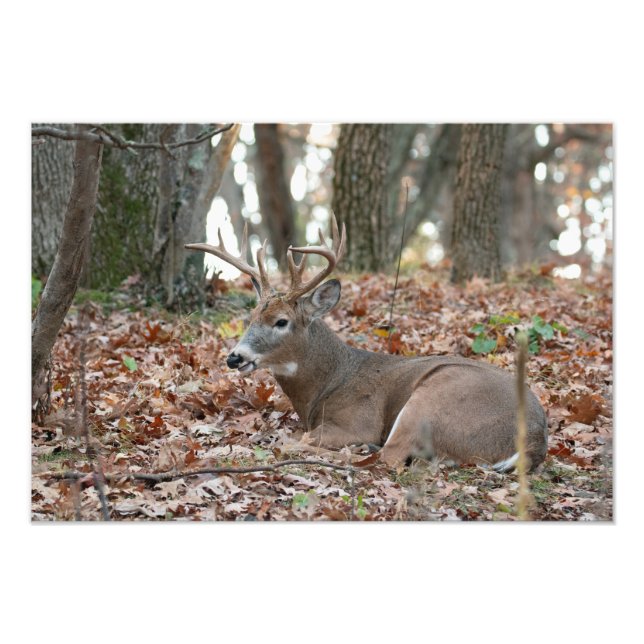 Buck Deer Resting Photo Print (Front)
