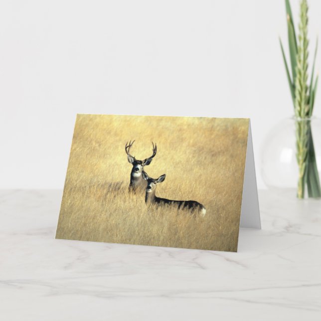 BUCK & DOE CARD (Front)