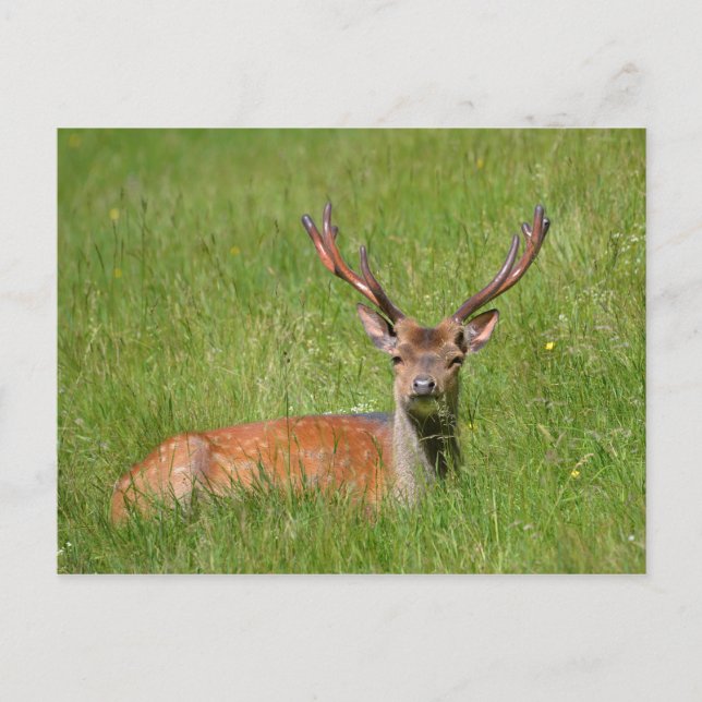 Buck fallow deer in grass postcard (Front)