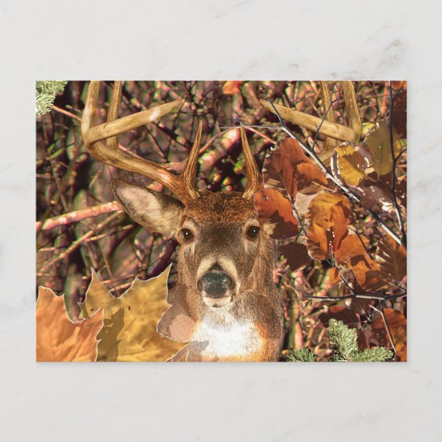 Buck in Hunter Camo White Tail Deer Postcard (Front)