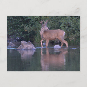 Buck Mule Deer in Velvet Morning Crossing Postcard