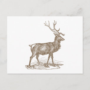 Buck Mule Deer Letterpress Style Postcard