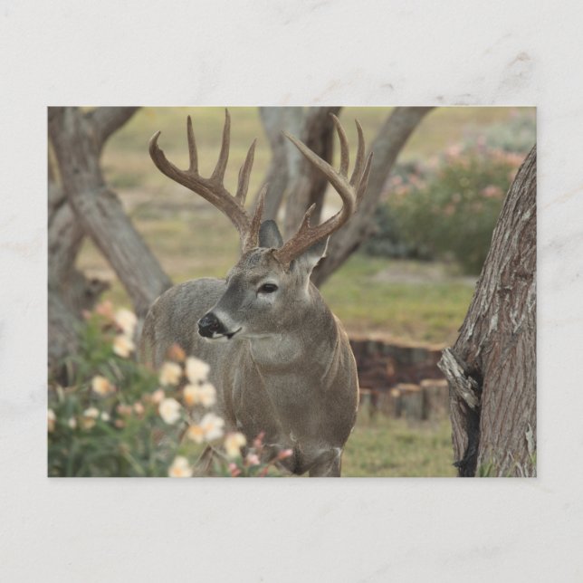 Buck Postcard (Front)