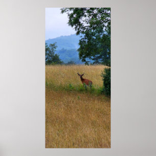 Buck Standing in a Field Poster