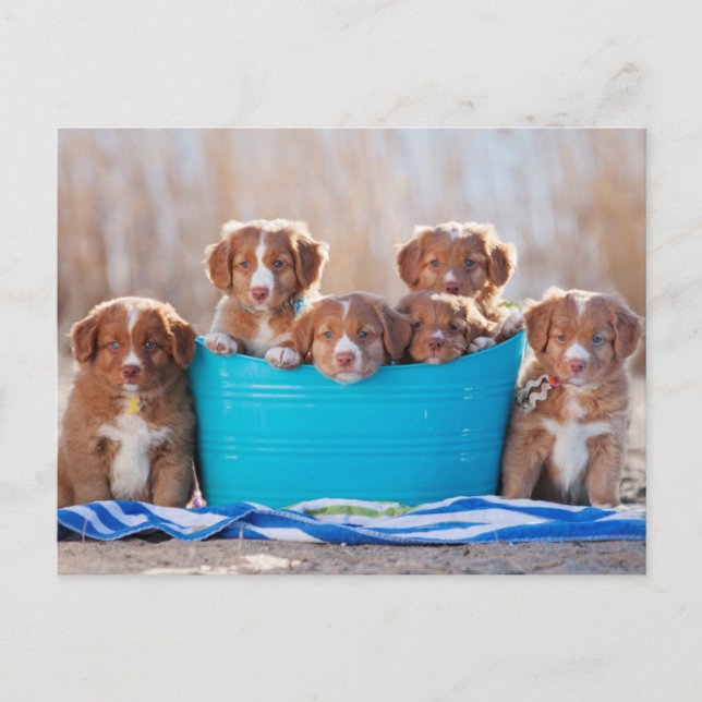Bucket Of Puppies On The Beach Postcard (Front)