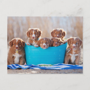 Bucket Of Puppies On The Beach Postcard