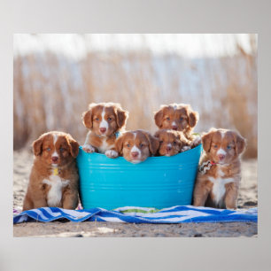 Bucket Of Puppies On The Beach Poster