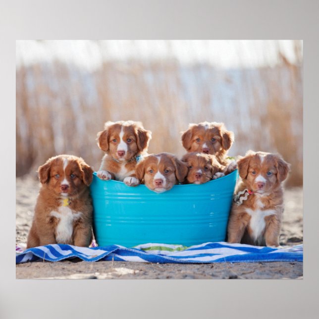 Bucket Of Puppies On The Beach Poster (Front)