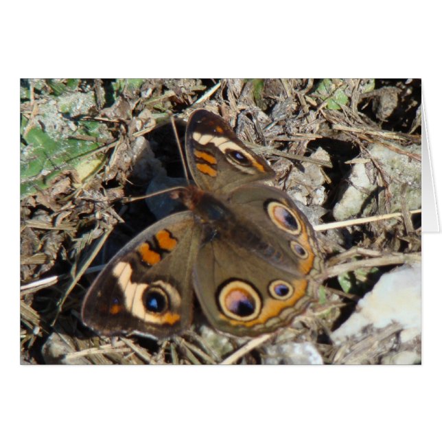 Buckeye Butterfly (Front Horizontal)