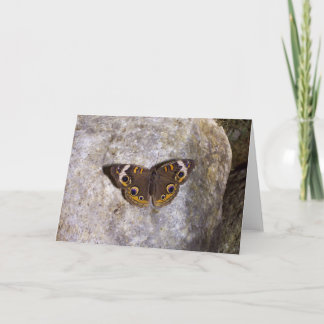 Buckeye Butterfly Card