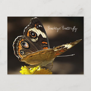 Buckeye Butterfly on a Yellow Flower with Text Postcard