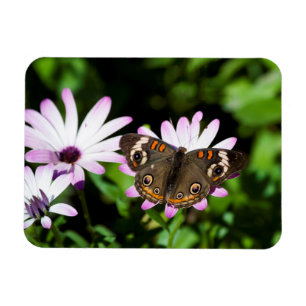 buckeye Butterfly on Purple Flowers Magnet
