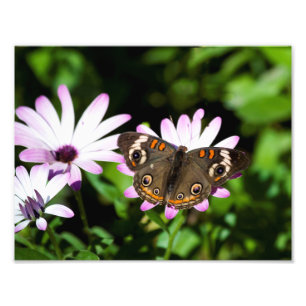 Buckeye Butterfly on Purple Flowers Photo Print