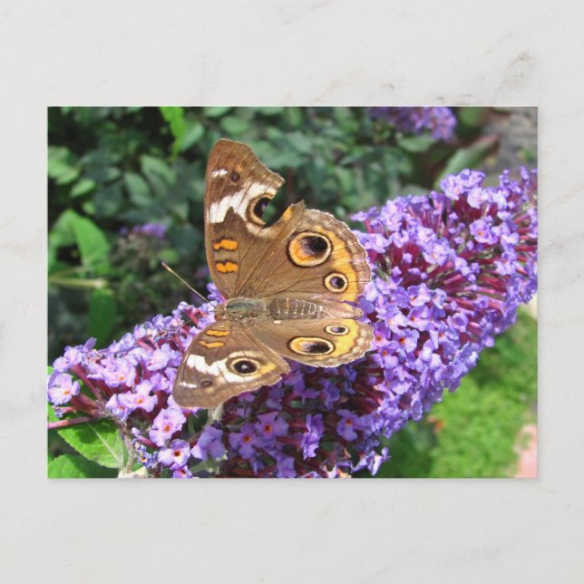Buckeye butterfly ~ postcard (Front)