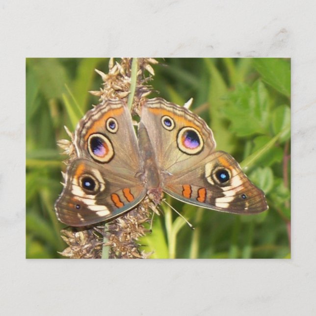 Buckeye Butterfly Postcard (Front)