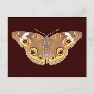 Buckeye butterfly ~ postcard