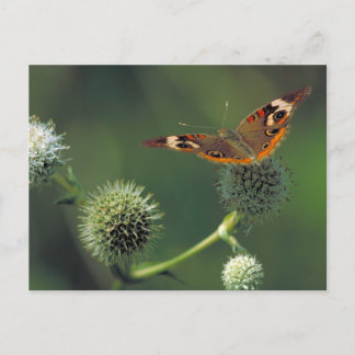 Buckeye Butterfly Postcard