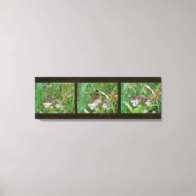 Buckeye Butterfly Triptych Canvas Print (Front)