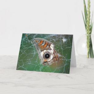 Buckeye butterfly wing in spider web card