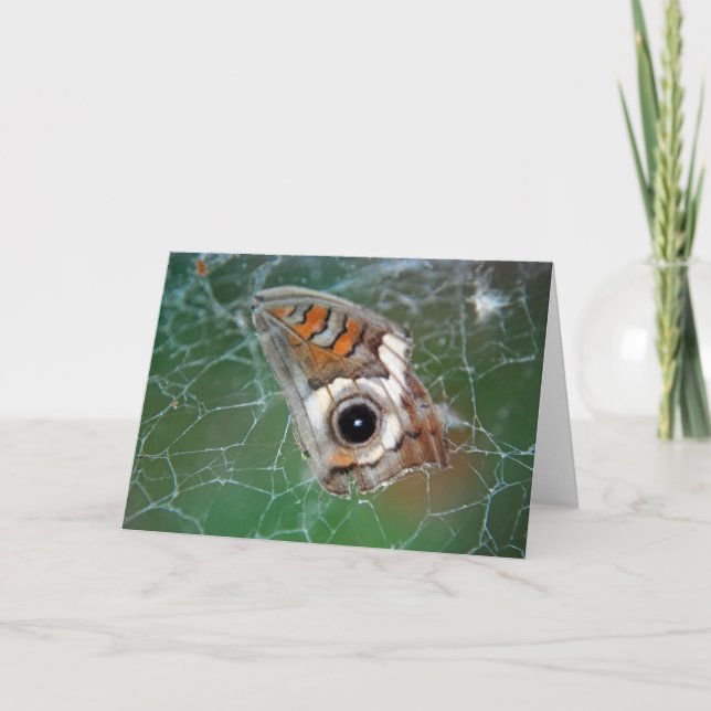 Buckeye butterfly wing in spider web card (Front)