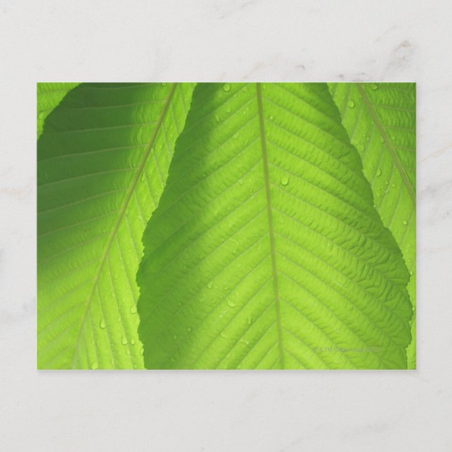 Buckeye Leaves Postcard (Front)