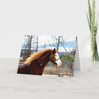 Buckie on Rogers Mountain Card