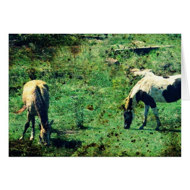 Buckskin and Pinto (Front Horizontal)