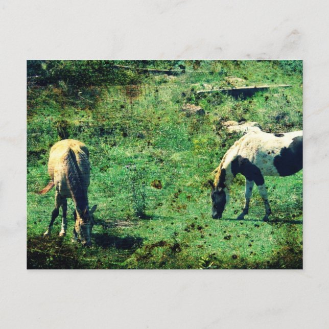 Buckskin and Pinto Postcard (Front)