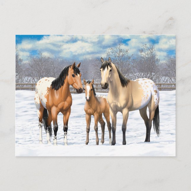 Buckskin Appaloosa Horse Family In Snow Postcard (Front)