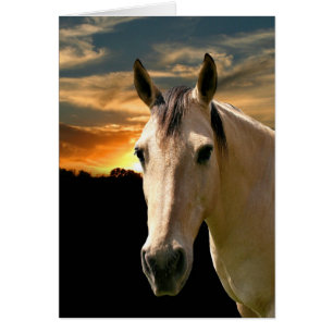 Buckskin horse sunset