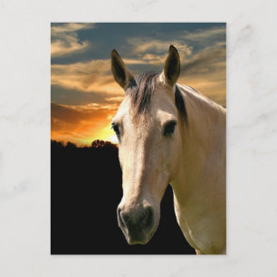 Buckskin horse sunset postcard