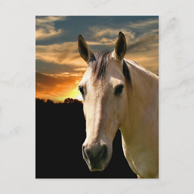 Buckskin horse sunset postcard (Front)