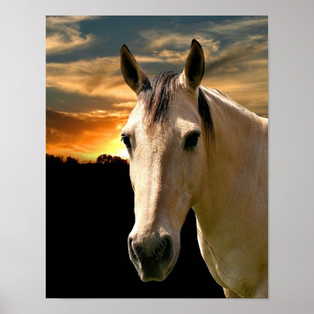 Buckskin horse sunset poster (Front)