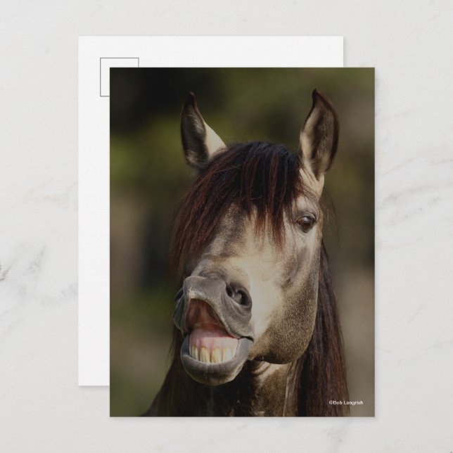 Buckskin Lusitano Stallion Flehmen Headshot Postcard (Front/Back)