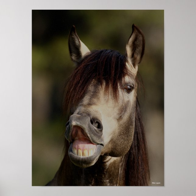 Buckskin Lusitano Stallion Flehmen Headshot Poster (Front)