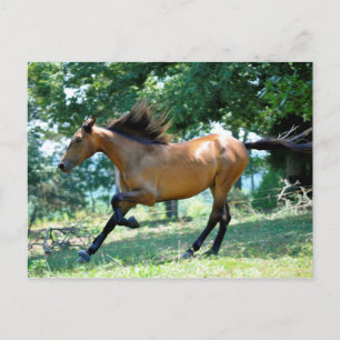 Buckskin Morgan Horse Postcard